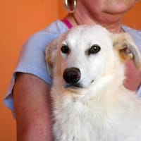 Wird Gas Ihr neues Familienmitglied?, Hund zur Adoption