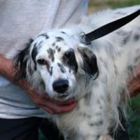 Jerry sucht ein warmes Körbchen, Hund zur Adoption