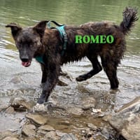 Romeo - Welpe, Hund zur Adoption