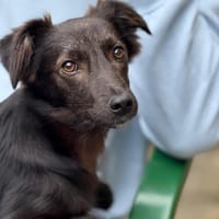 Sandy sucht ihre Menschen..., Hündin zur Adoption