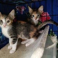 Malina und Ljuba aus dem Tierschutz, Katze zur Adoption