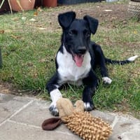 Die liebe❤Aymee❤sucht ihre Menschen, Hündin zur Adoption