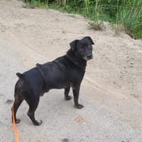 Phoenix, Hund zur Adoption