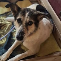 Leni auf Pflegestelle in Brandenburg, Hündin zur Adoption