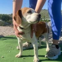 Pesky eine zauberhafte Beagledame, Hündin zur Adoption