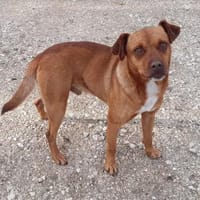 Alfio  nett und liebenswert, Hund zur Adoption