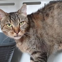 INKY CHA, chatte à adopter