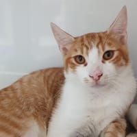 MAJOR CHA, chat à adopter