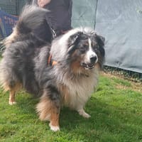 LAIKO, chien à adopter