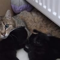 POWDER C, chatte à adopter