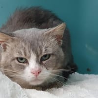VERLAINE CHA, chat à adopter