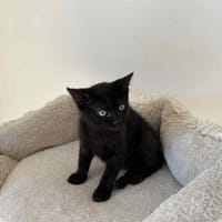 ARIA chez Lola, chatte à adopter