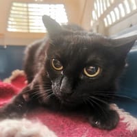 TORTUE, chatte à adopter
