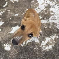 COEUR, chien à adopter