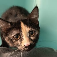 GOLD C, chatte à adopter
