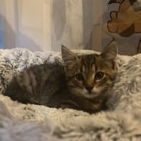 ARES, chat à adopter