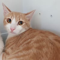 GRIGRI CHA, chatte à adopter