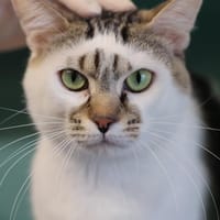 GUGU, chat à adopter
