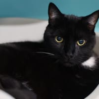 MINOU, chat à adopter