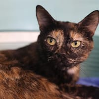 WHIRLPOOL, chatte à adopter