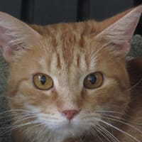 JACOB, chat à adopter