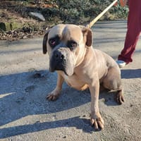 Saika, chienne à adopter