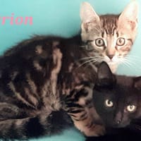 Orion, chat à adopter