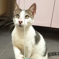 TIGROU C, chat à adopter