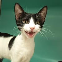 POTI'I C, chatte à adopter