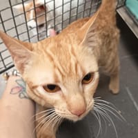 BARAK C, chat à adopter