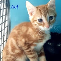 Aêl, chat à adopter