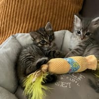 ATTOL PAB27550 en duo avec LAGUNE PAB 27551, chat à adopter