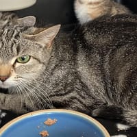 GEORGIA C, chatte à adopter