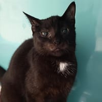 BAGHERA C, chat à adopter