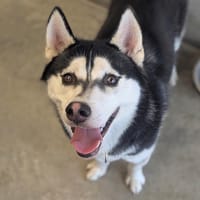 Victor, chien à adopter
