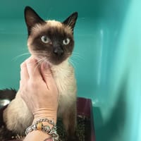 SPECULOS C, chat à adopter
