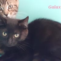 Galaxie, chatte à adopter