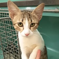 ILAYA C, chatte à adopter