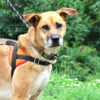ROXY, chienne à adopter