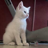 APOLLON, chat à adopter