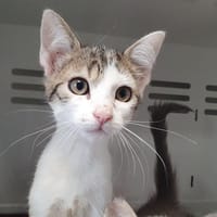 EPICE CHA, chat à adopter