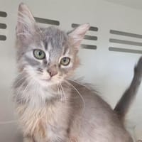 ANGELINA CHA, chatte à adopter