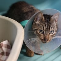 JEANBON, chatte à adopter