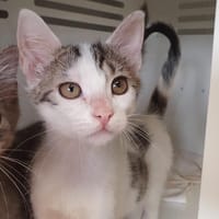 JOLIE CHA, chat à adopter