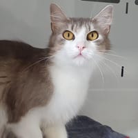 CALINETTE CHA, chatte à adopter