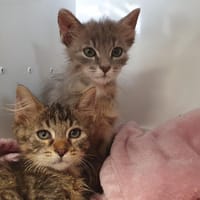 PROTOCOLE CHA, chat à adopter