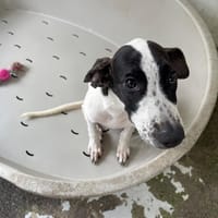 CARREAU, chien à adopter