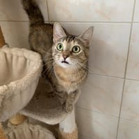 Titi, chatte à adopter