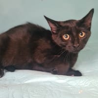 ZAGORA, chatte à adopter