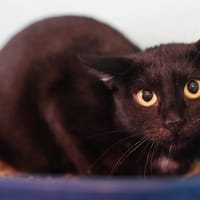 CAMELLIA, chatte à adopter